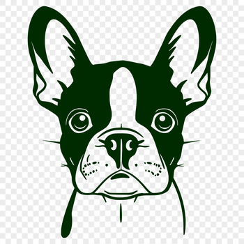 A detailed illustration of a Boston Terrier's head, suitable for various design applications.
