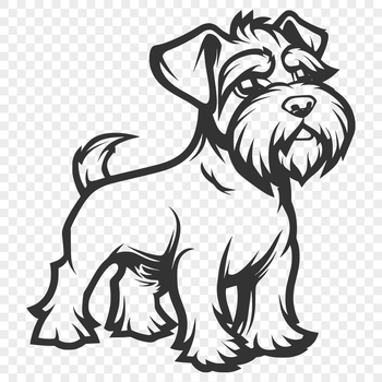 A medium-sized dog with a distinctive beard and mustache, standing on all fours in full-body profile.