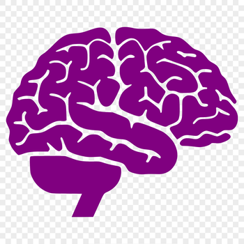 Anatomical illustration of the human brain in detail, suitable for educational and design purposes.