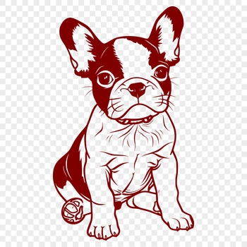 A full-body illustration of a sitting Boston Terrier breed dog in vector format.