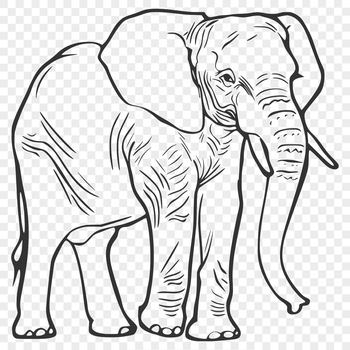 A detailed illustration of a standing elephant from the front, suitable for vector design and cutting machine projects.
