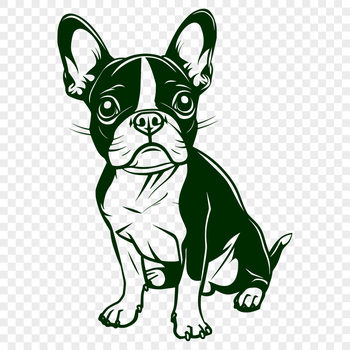 Vector graphic design of a calm Boston Terrier seated on its haunches, suitable as clip art or custom cut file.