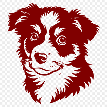 A vector graphic depiction of the characteristics of an Australian Shepherd dog.