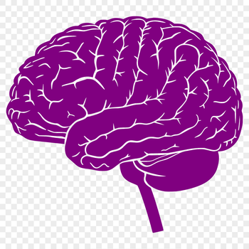 An accurate illustration of the human brain's anatomy, created in vector format as a downloadable SVG file.