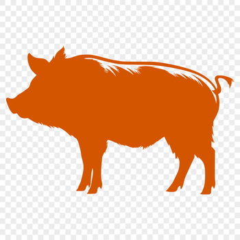 A standing adult pig with its full body visible.
