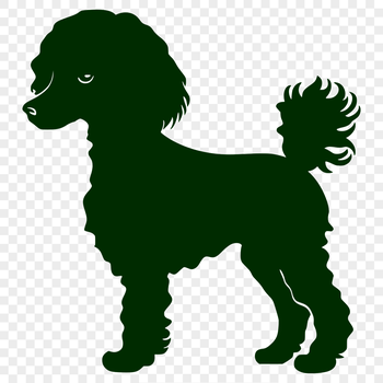 A standing poodle in full body pose, suitable for clip art and vector design.