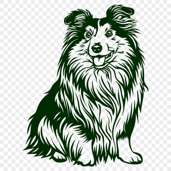 A detailed illustration of a Shetland sheepdog in full body pose, suitable for vector designs.