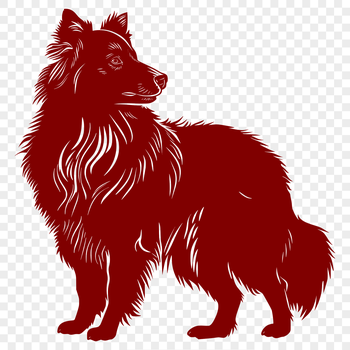 A standing adult Shetland sheepdog in full body pose, suitable for pet owners and enthusiasts.