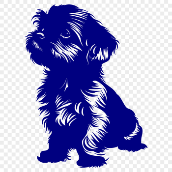 Small-sized dog breed in full-body pose, sitting on the floor.