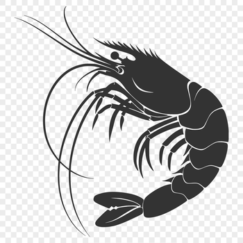 A detailed illustration of a shrimp's full body, showing its shell and antennae.