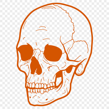 A stylized vector representation of a human skull for various design applications.