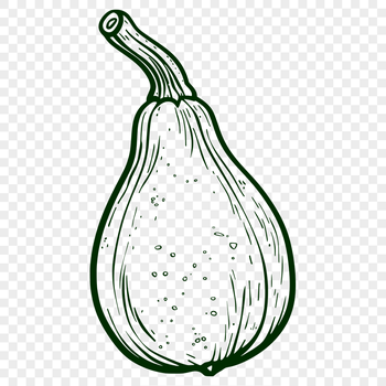 Beautiful Squash Vector Art