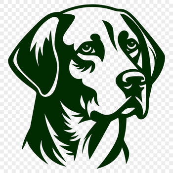 A realistic illustration of a Labrador Retriever's head, suitable for pet owners and enthusiasts.