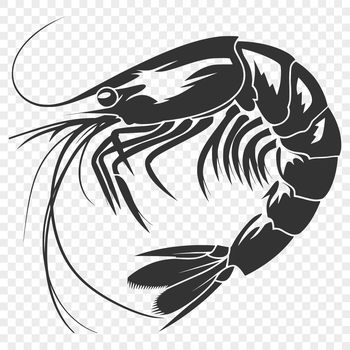 A full-body illustration of a shrimp, suitable for clip art and vector design applications.
