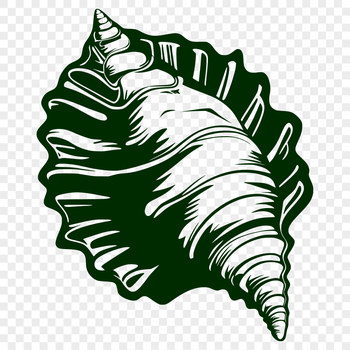A detailed illustration of a seashell, perfect for digital art and craft projects.