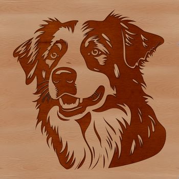 Close-up illustration of the face and head of a Australian Shepherd breed dog with detailed fur texture.