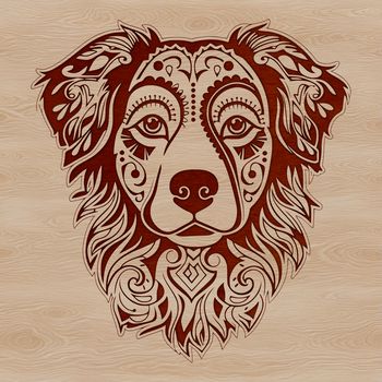 Australian Shepherd dog breed illustration featuring a detailed head and body.