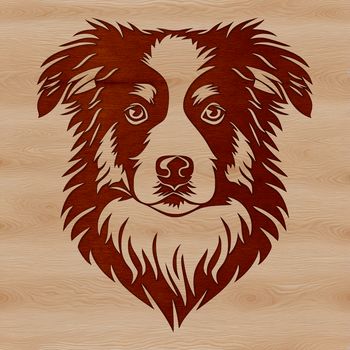A detailed illustration of a mature Australian Shepherd dog's head with distinct facial features.