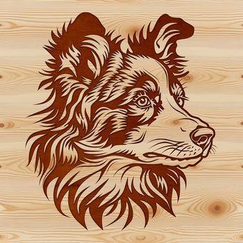 An adult Australian Shepherd dog with a distinctive coat pattern and expression.