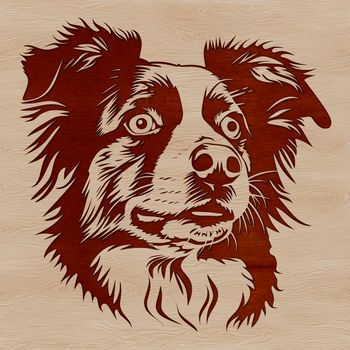 Illustrated portrait of a purebred Australian Shepherd dog breed with a distinctive head shape.