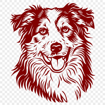 A high-quality digital image of a representative Australian Shepherd dog breed with its distinctive head shape and features.