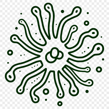 A detailed illustration of a single bacterium in various stages of growth.
