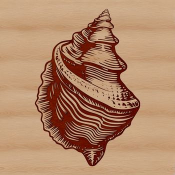 Seashell illustration for seaside vacation decoration and design.