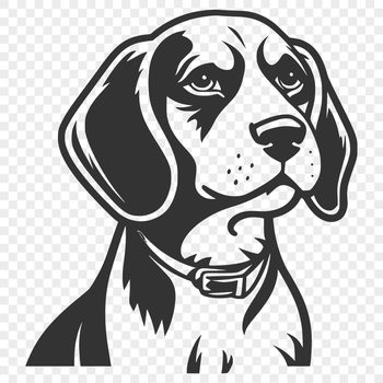A portrait of a Beagle's face with floppy ears and brown eyes.