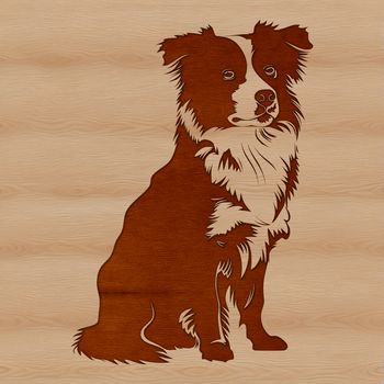 A sitting Australian Shepherd dog with a calm expression.