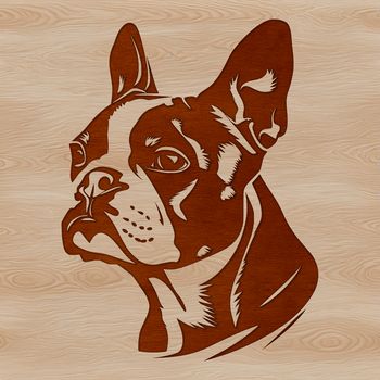 A detailed vector illustration of a Boston Terrier's head with distinct facial features.