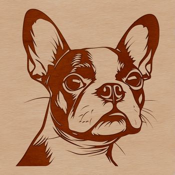 A detailed illustration of a Boston Terrier's head from the front, created with vector lines.