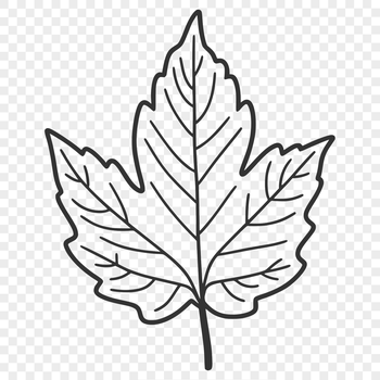 A detailed illustration of a single leaf with smooth edges, suitable for digital designs.