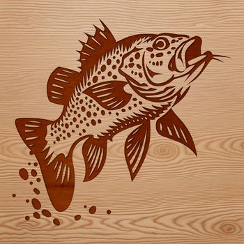 A detailed illustration of a freshwater fish species, with vibrant colors and intricate design features.