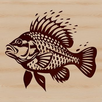 A detailed illustration of a freshwater fish species, the Crappie, rendered in vector format for precise scaling and editing.