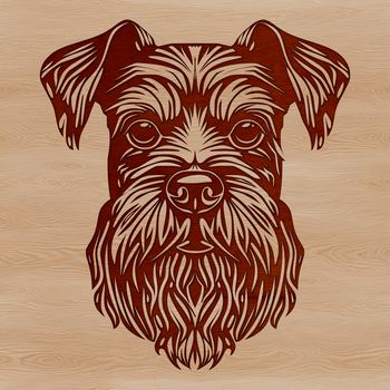 A detailed illustration of the head and facial features of a miniature schnauzer dog.