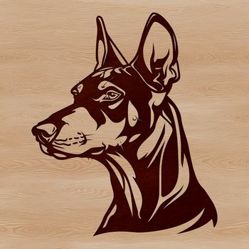 A Doberman Pinscher breed profile with detailed head features, suitable for pet owners or enthusiasts.