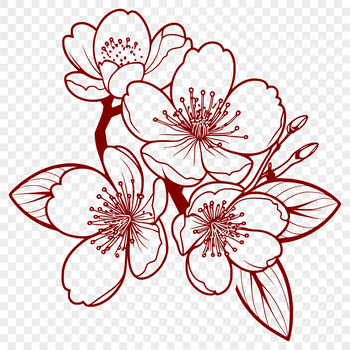 A detailed illustration of a single cherry blossom with delicate petals and a slender stem.