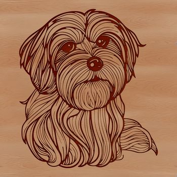 A small, fluffy white dog with a curved tail and floppy ears.