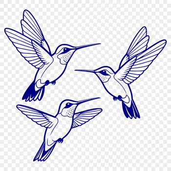 A vibrant hummingbird illustration in vector format.