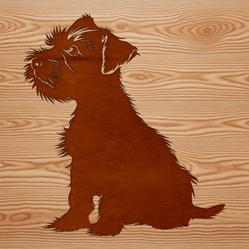 A small breed dog with a distinctive beard and eyebrows sitting on its haunches.