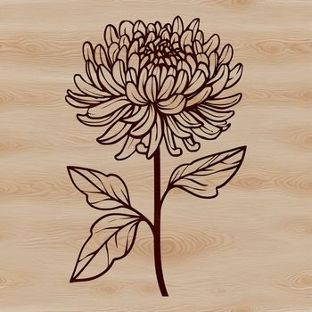 A stylized illustration of a chrysanthemum flower in bloom, suitable for gardening and floral design projects.
