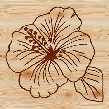 A single hibiscus flower with large, showy petals and a prominent center.