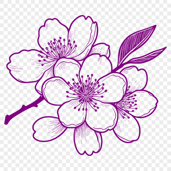 An isolated vector graphic of a flowering sakura tree branch with multiple blossoms.