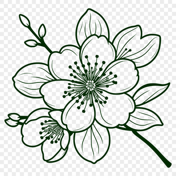 A detailed vector graphic representation of a cherry blossom flower in various stages of growth.
