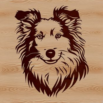 A vector illustration of a Shetland Sheepdog's head, suitable for digital use in various formats such as SVG and PNG.