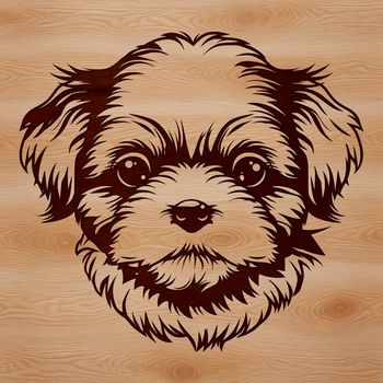 Small breed dog with a long, flowing coat and distinctive head features.