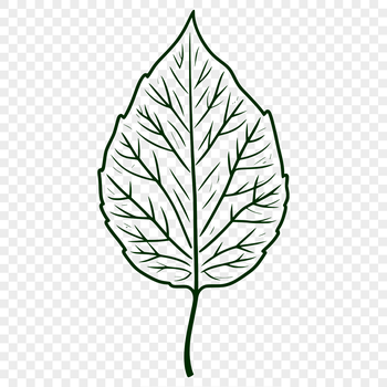 A single, intricately designed leaf with detailed veins and edges, suitable for vector graphics.