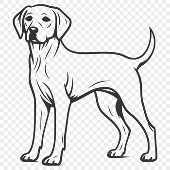 A full-body illustration of a standing Labrador Retriever dog, suitable for various design projects.