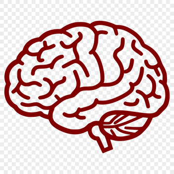 Detailed illustration of the human brain anatomy, suitable for educational and design purposes.
