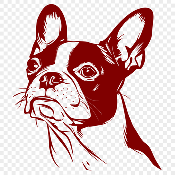 Close-up illustration of a Boston Terrier's head with distinctive facial features.